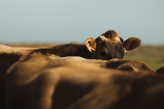 Vache jersiaise